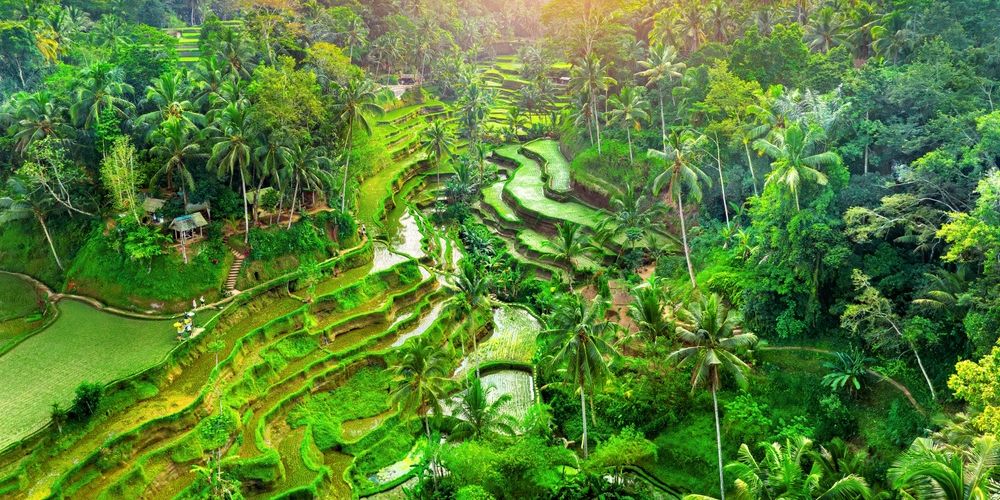 A lush, green vista of the quiet side of Ubud, Bali, showing mist-covered rice terraces and tropical jungle during a peaceful morning.